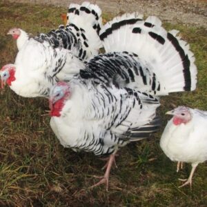 Royal Palm Turkey For Sale