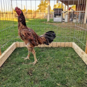 Hennie Ga Noi Don Gamefowl Rooster For Sale