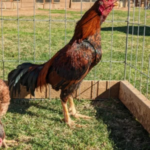 Rare Brown Red Rampuri Asil Rooster For Sale