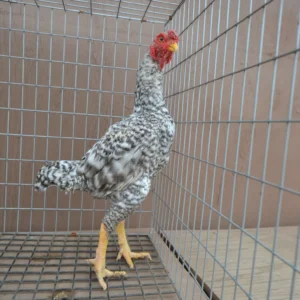 Premium Dom Ko Shamo Rooster For Sale
