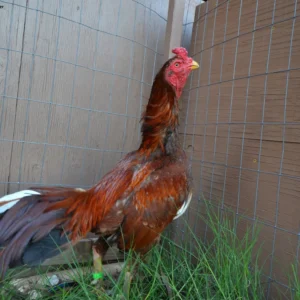 Brazilian Pumpkin gamefowl rooster