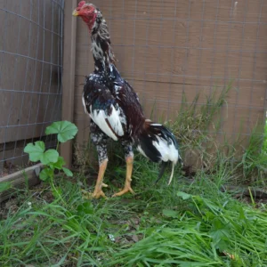 Pure O-Shamo Oriental Gamefowl for Sale