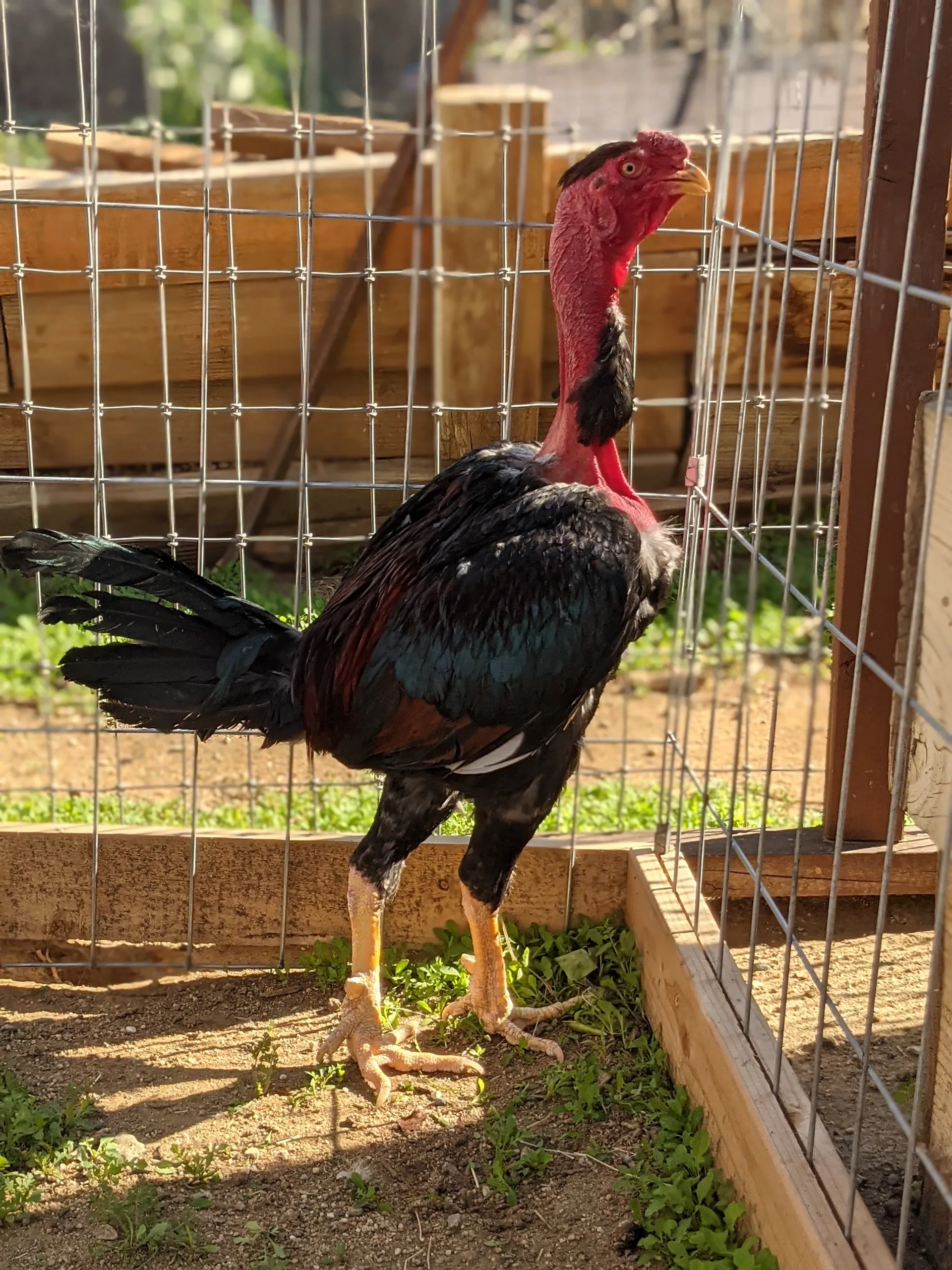 Madagascar BBRed Rooster For Sale