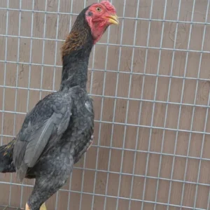 Rare Blue Red Ko Shamo Stag for Sale