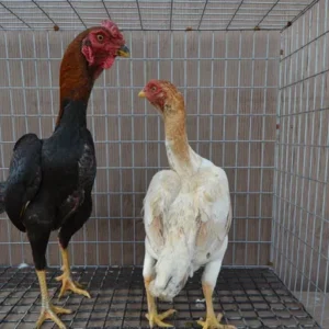 BB Red Ko Shamo Pair for Sale | Premium Bantams | Game Fowls Ranch