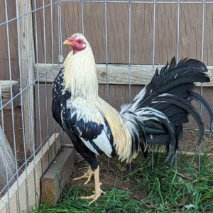 Buy purebred Spanish Jerezano gamefowl brood cock