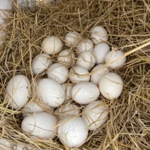 fertile Rouen duck hatching eggs online