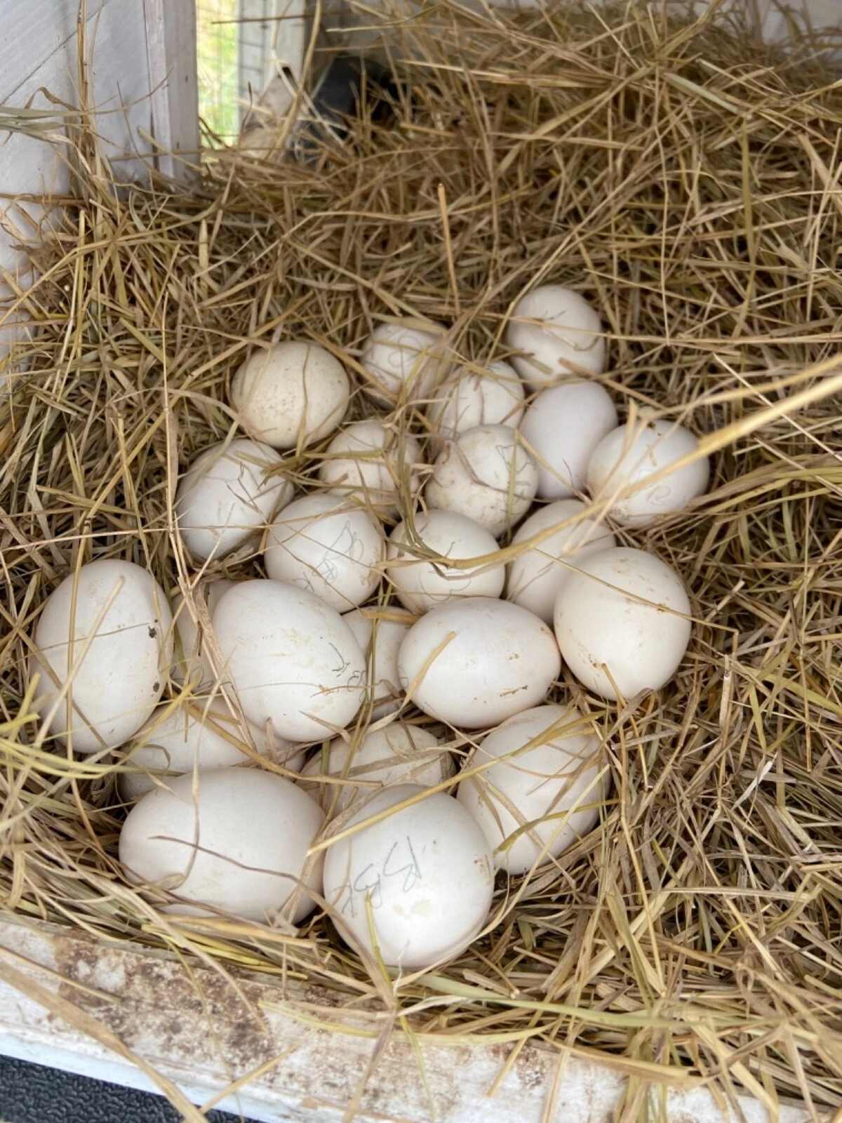 fertile Rouen duck hatching eggs online