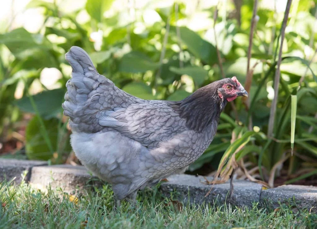 sapphire gem chicken for sale - Image 2