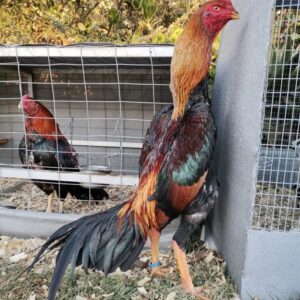 Buy purebred O-Shamo giant oriental brood cocks online