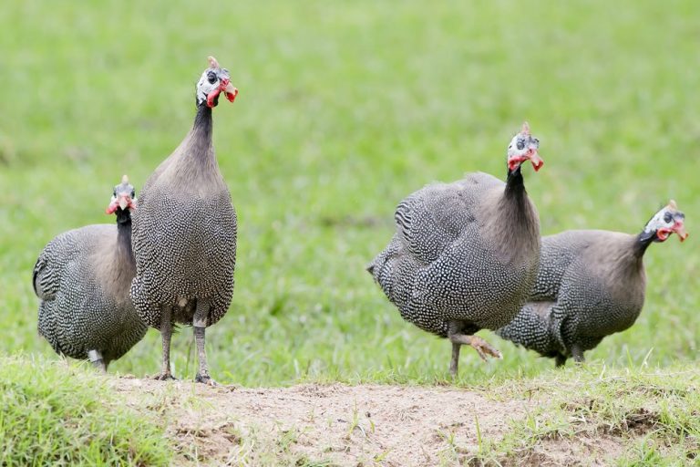 pearl grey guinea fowl for sale - Image 3