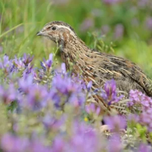 Purebred Coturnix Quail Hens (Japanese Quail) for sale