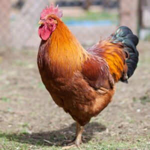 new hampshire rooster