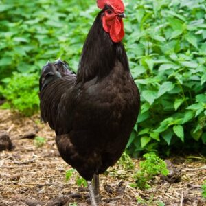 black jersey giant chickens for sale