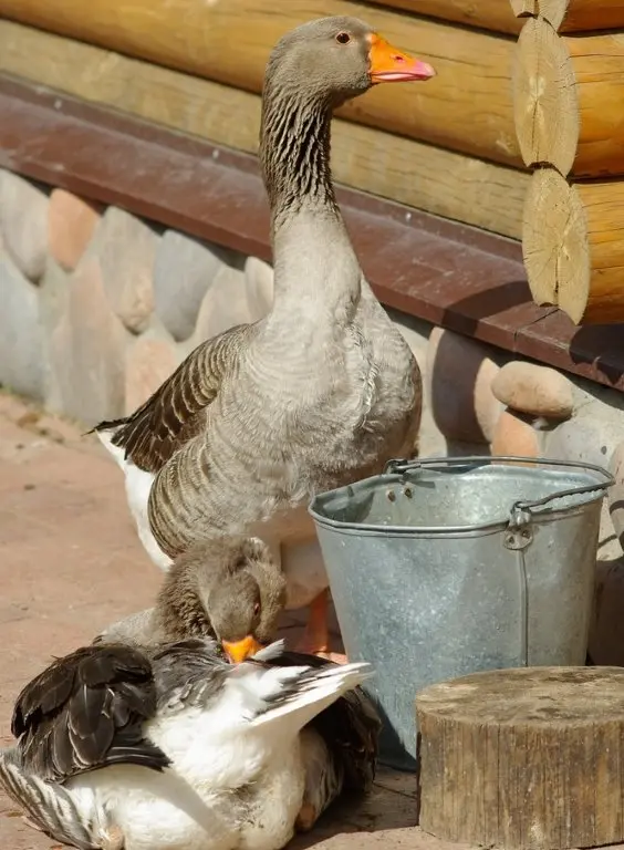Purebred Adult Toulouse Geese For Sale - Image 2