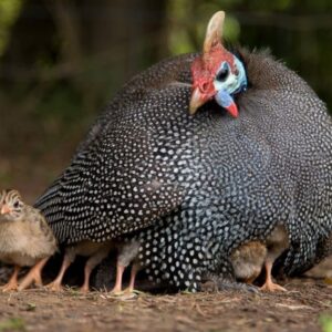 pearl grey guinea fowl for sale