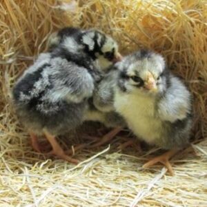 Silver Laced Wyandotte day old chicks