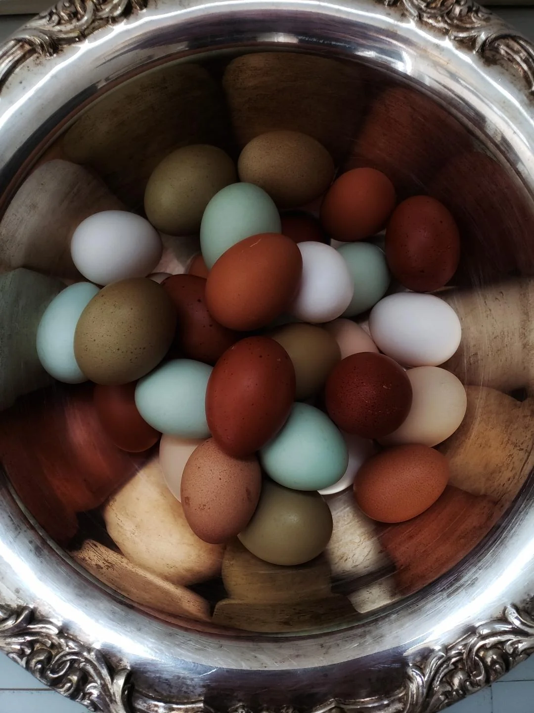 fertile Cream Legbar hatching eggs online - Image 2