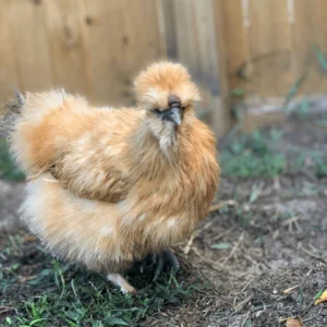 Buff Silkie Bantam laying hens