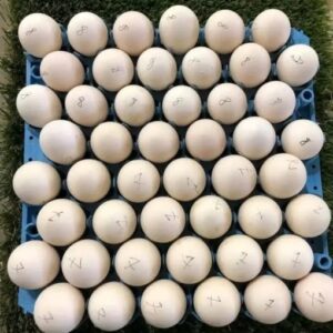 fertile Spangle hatching eggs for sale