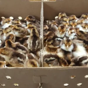 Spangled Kelso Day-Old Chicks For Sale