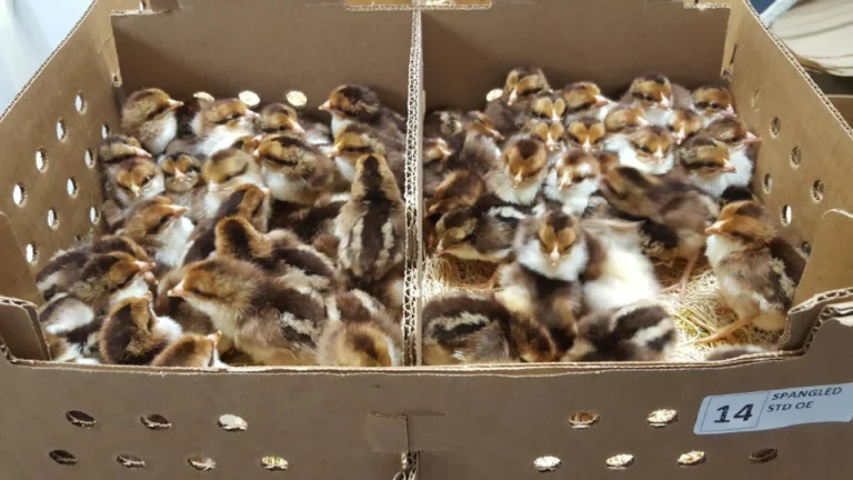 Spangled Kelso Day-Old Chicks For Sale