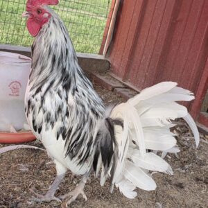 splash old english gamefowl for sale