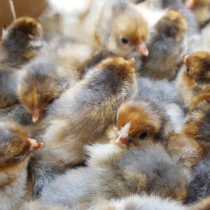 Red Laced Gold Wyandotte day old chicks