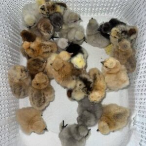 Sweater 5k-5000 Day-Old Baby Chicks for Sale