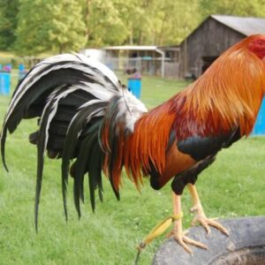 Sweater Cocks for Sale