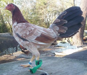 Sweater Hens for Sale - Image 2