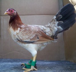 Sweater Hens for Sale - Image 3