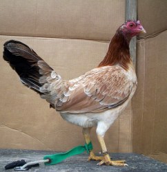Sweater Hens for Sale - Image 4