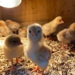 Sweater Possum Day-Old Baby Chicks for Sale