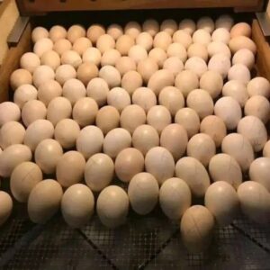 Sweater Possum Gamefowl Hatching Eggs for sale
