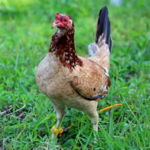 kelso hen gamefowl for sale