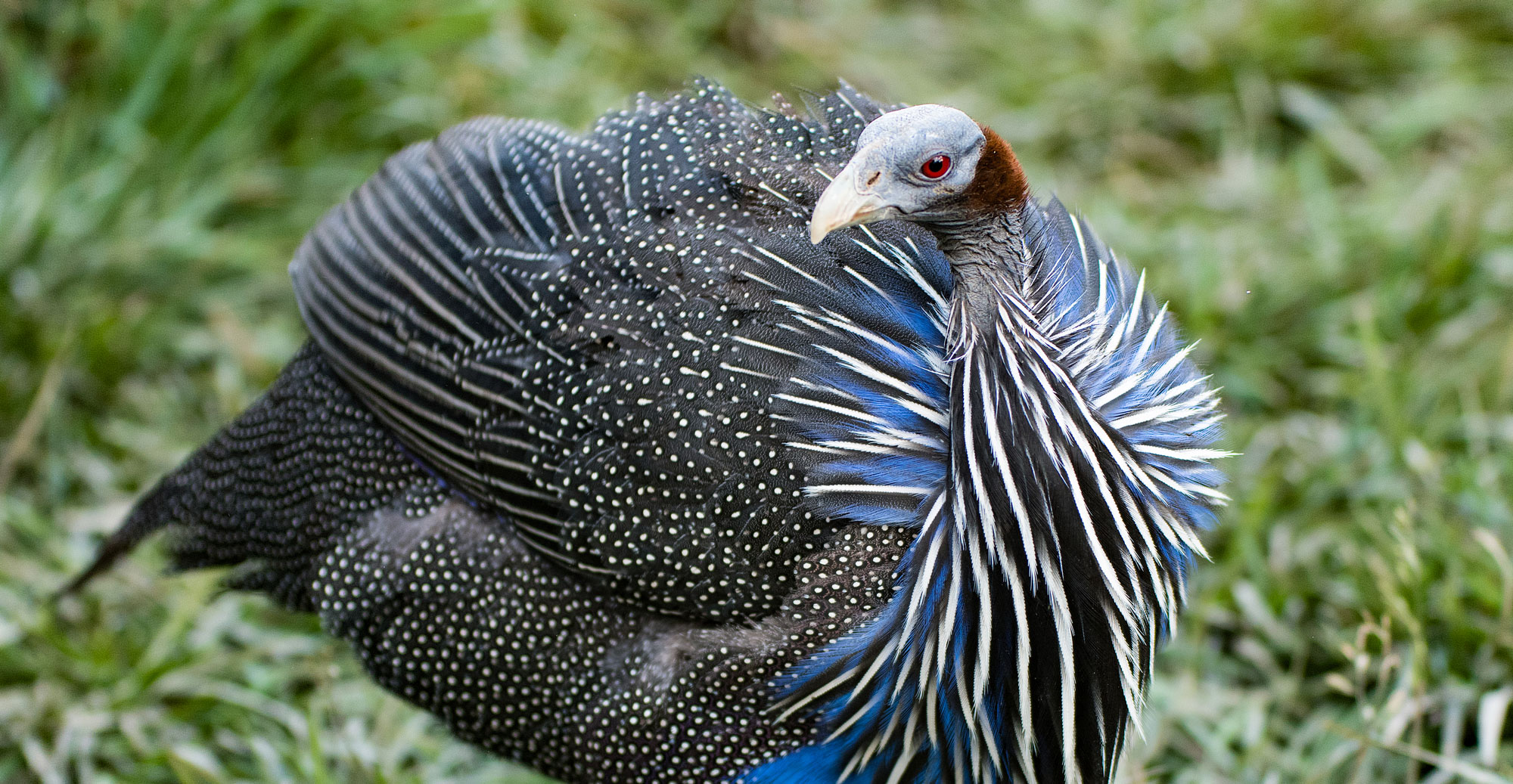 Rare Vulturine Guineafowl Hens For Sale - Image 3