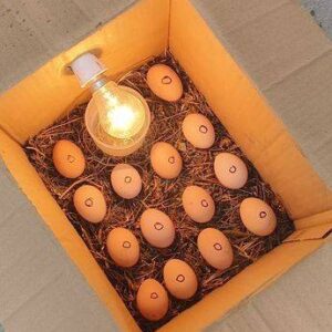 fertile Warhorse hatching eggs for sale