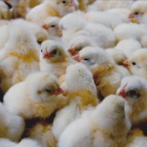 day-old Pure White Hackle chicks