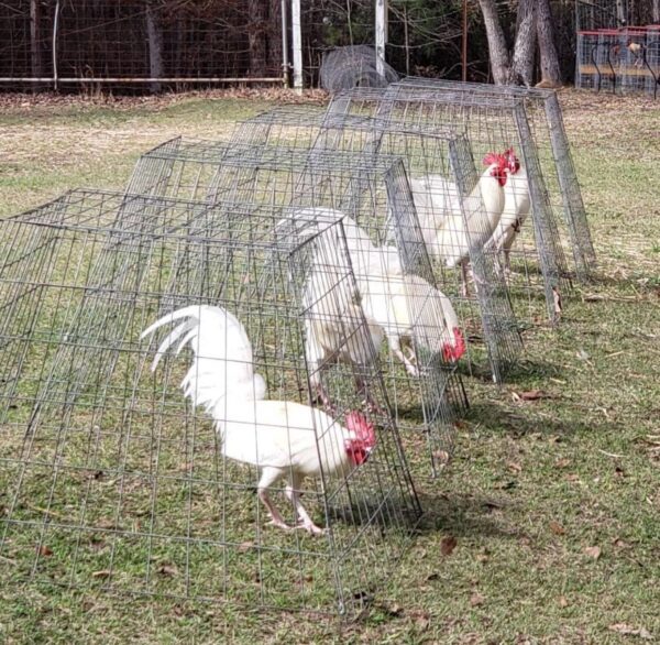 Buy purebred White Claret gamefowl roosters - Image 2