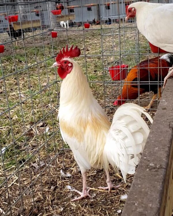 Buy purebred White Claret gamefowl roosters - Image 3