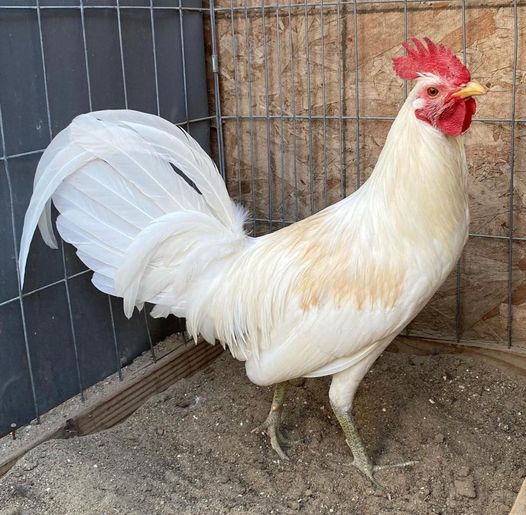 Buy purebred White Claret gamefowl roosters