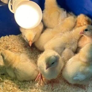 Rare White Kelso Day-Old Baby Chicks for Sale