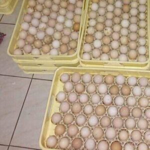 White Kelso Hatching Eggs for Sale