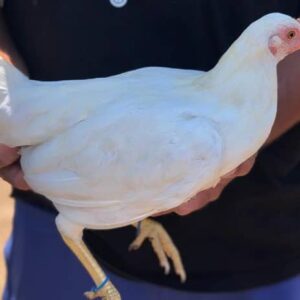 Rare Purebred White Kelso Hens For Sale
