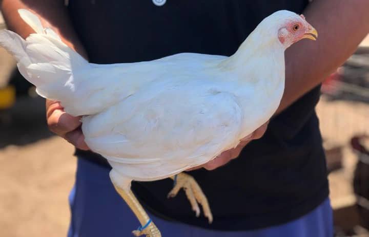 Rare Purebred White Kelso Hens For Sale