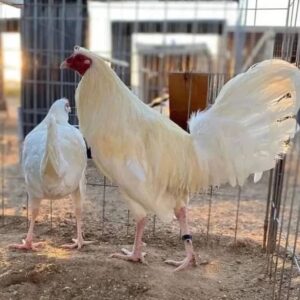 White Kelso Pair