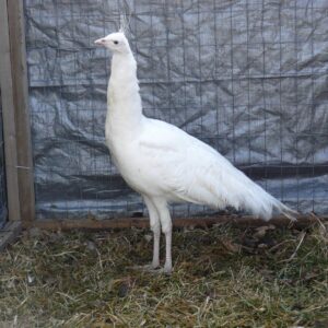 white peafowl pair for sale