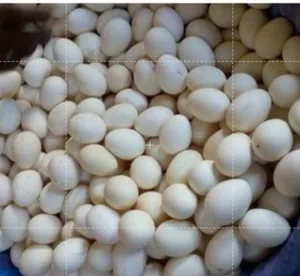 fertile White Pekin duck hatching eggs for sale