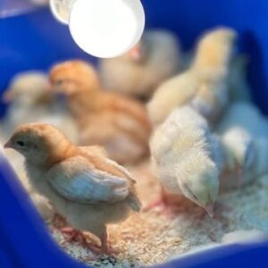 Yellow Leg Hatch Day-Old Baby Chicks for Sale